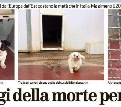 Enpa Vicenza Ente Nazionale Protezione Animali Sezione Di Vicenza
