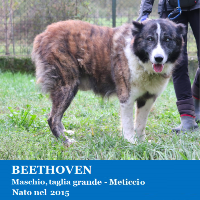 Adotta un cane in rifugio – Enpa Vicenza
